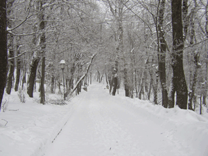Аллея в парке